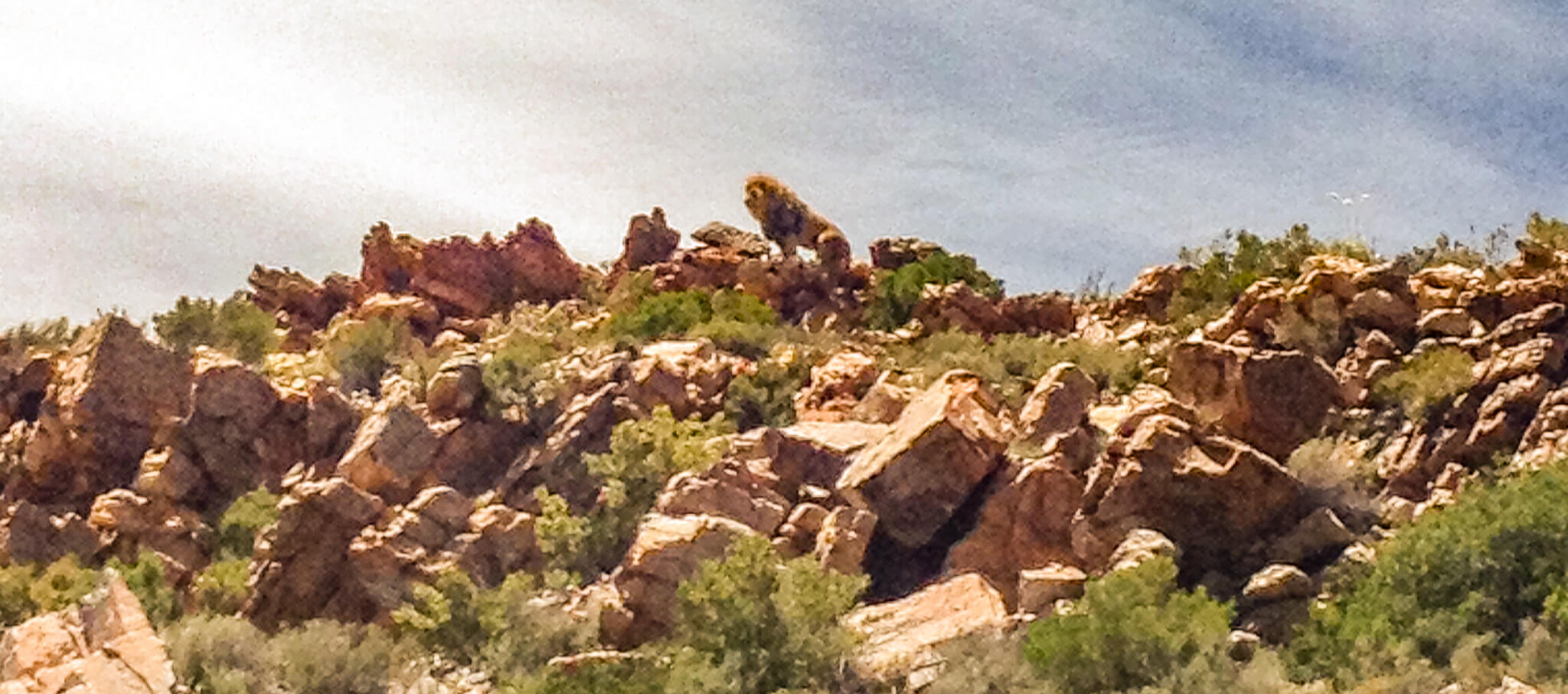 Safari at Aquila Game Reserve in South Africa- Lion