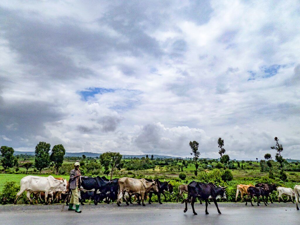 Man herding livestock in the Ethiopian countryside - Great Rift Valley