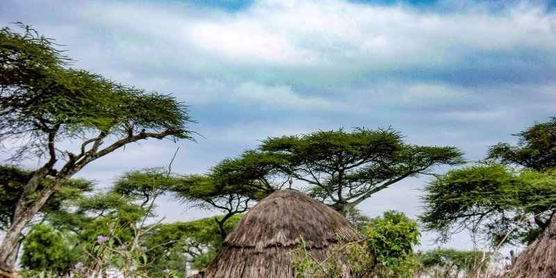 Acacia Trees in Ethiopia