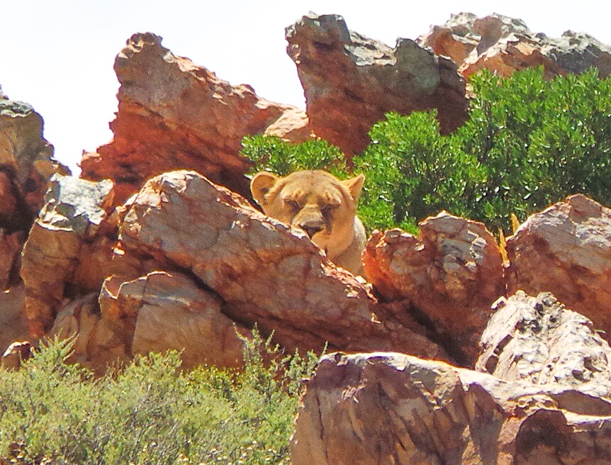 Lioness at Aquila Safari South Africa