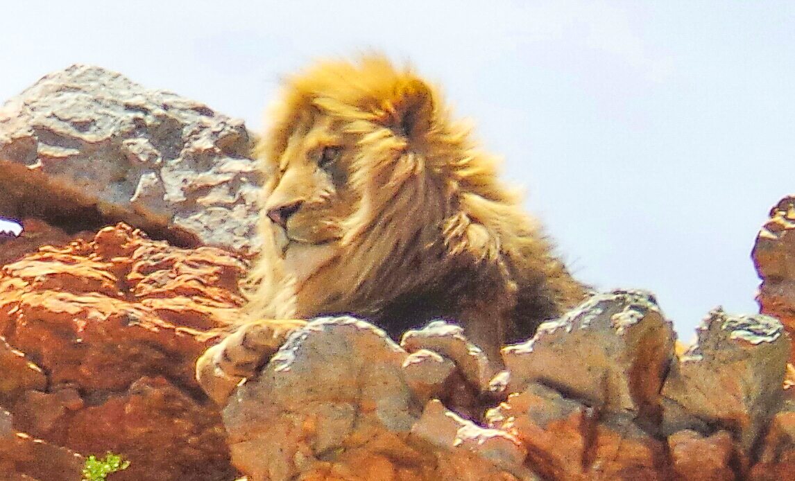 Lion at Aquila Safari South Africa