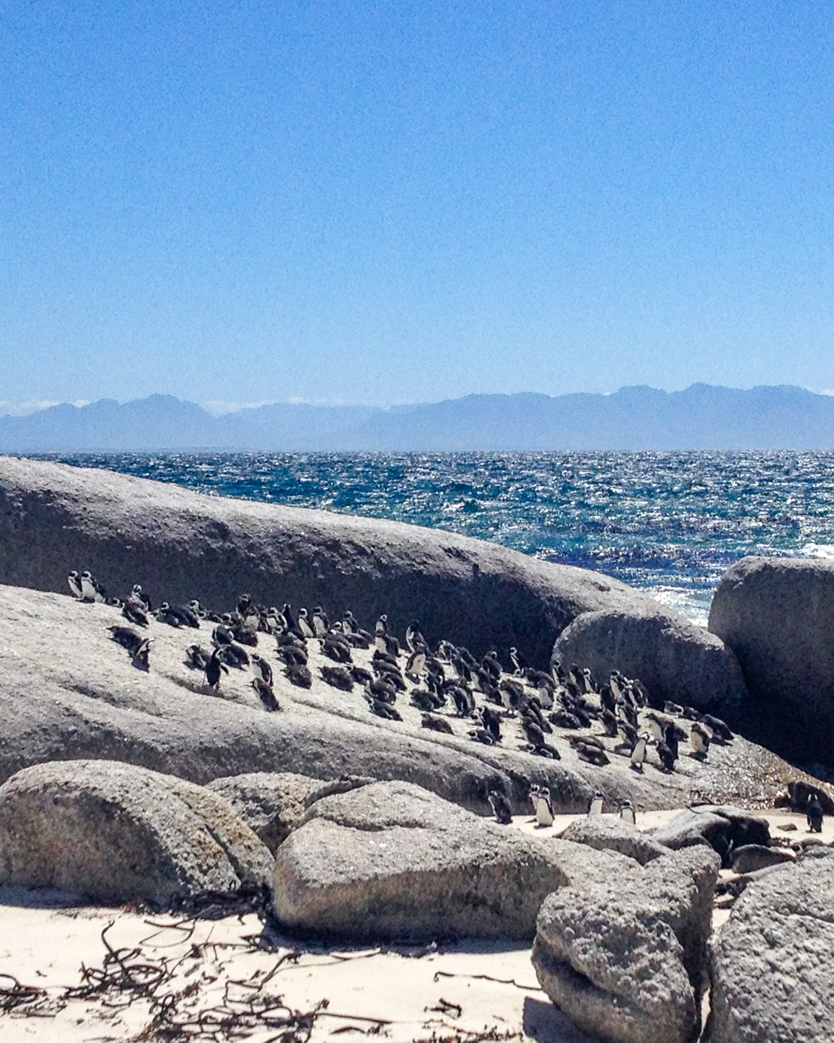 Penguins on Boulders Beach in South Africa
