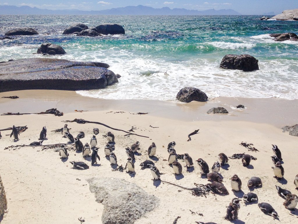 Penguins on Boulders Beach in South Africa