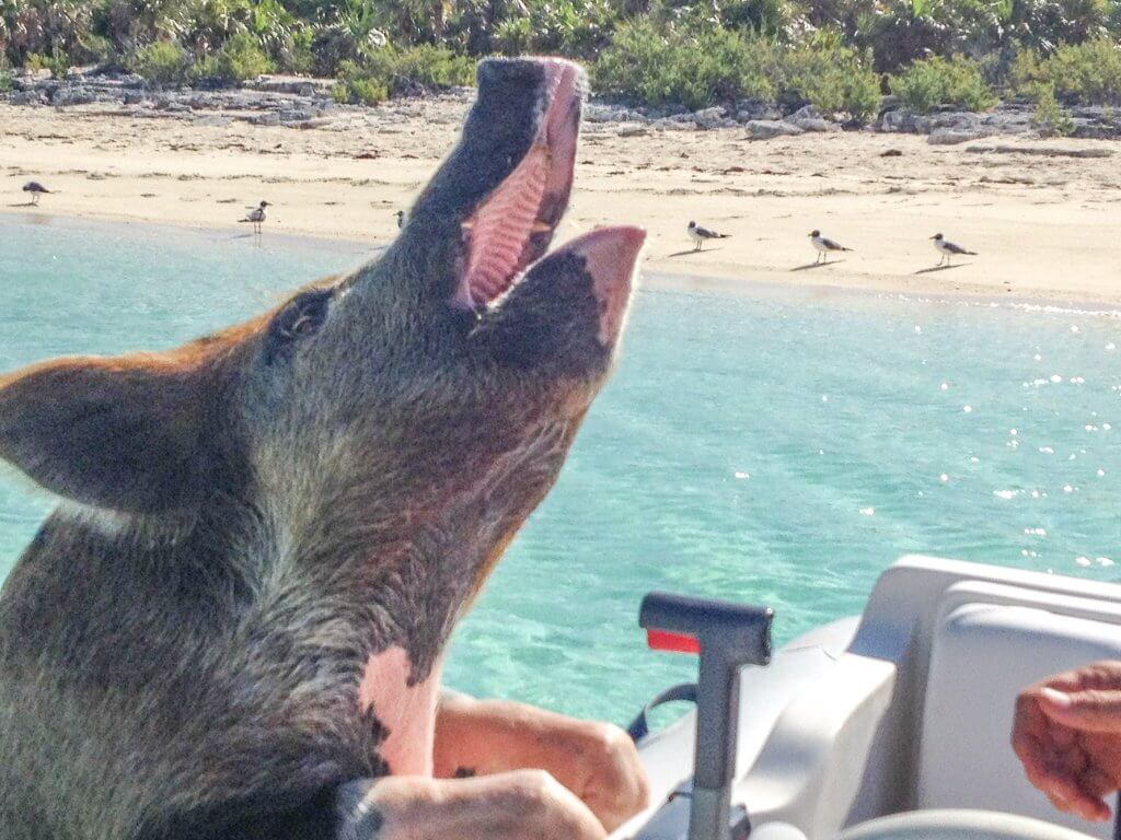 Feeding the Swimming Pigs on Pig Beach Bahamas Big Major Cay