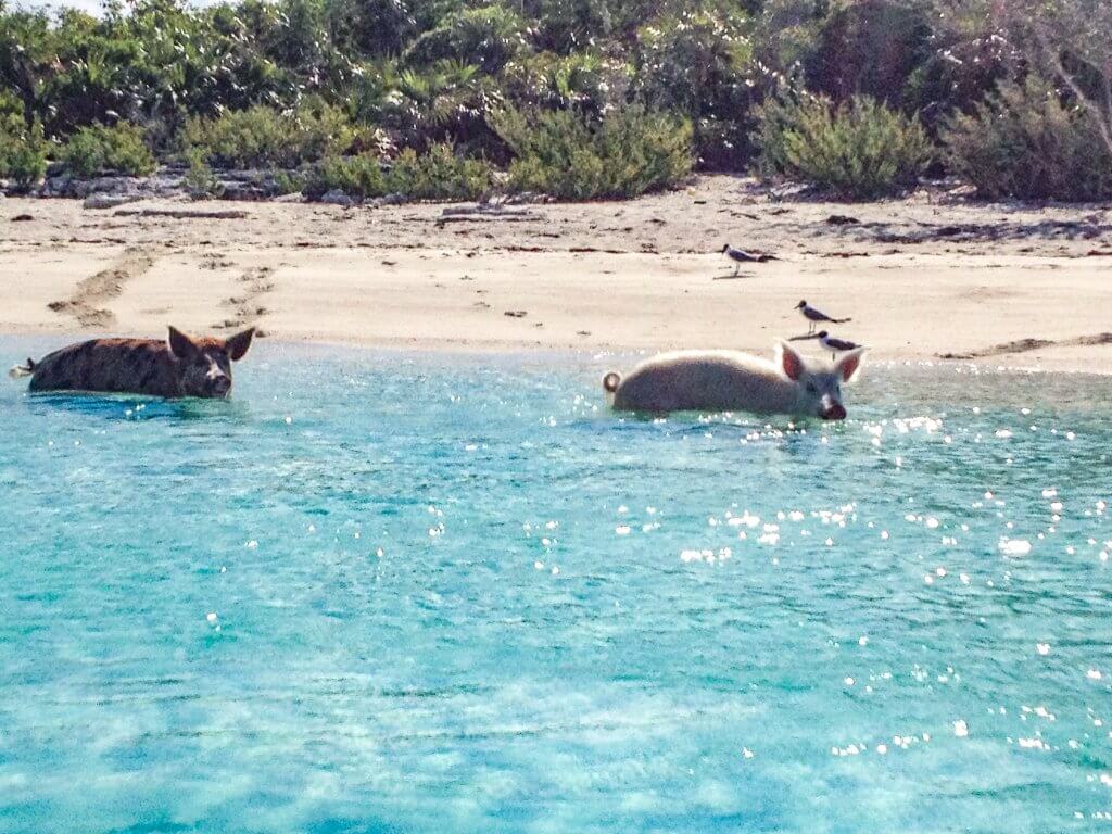 Swimming Pigs on Pig Beach, Bahamas in the Caribbean