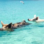 Swimming Pigs in Big Major, Bahamas