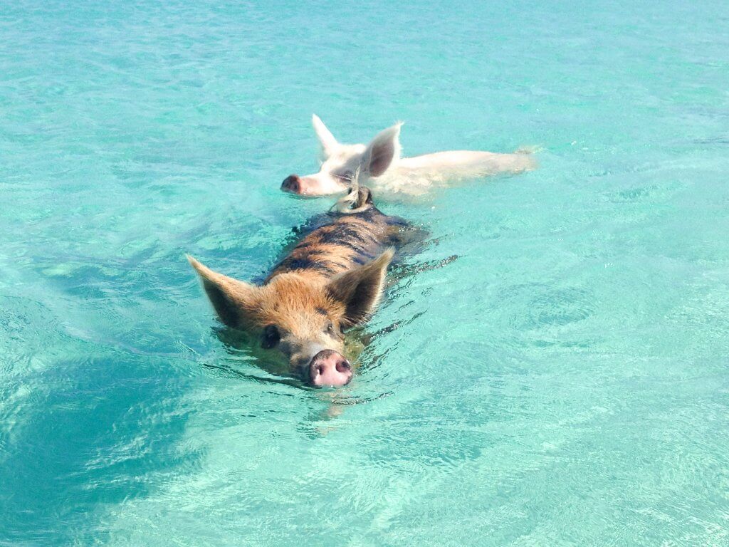 Swimming Pigs at Pig Beach on Big Major Cay in the Exumas, Bahamas