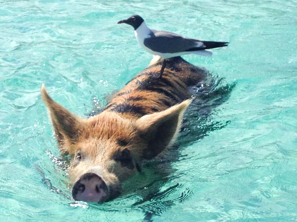 Bird on back of Swimming Pig in Big Major Cay, Pig Beach Bahamas