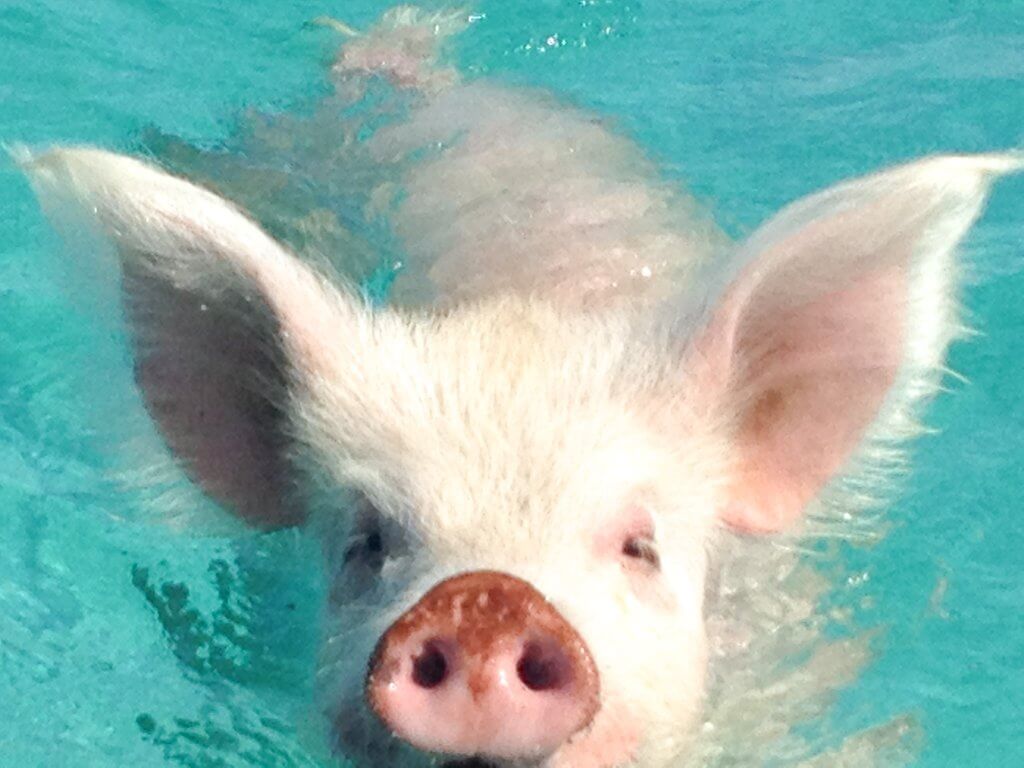 Swimming Pig in Big Major Cay, Bahamas