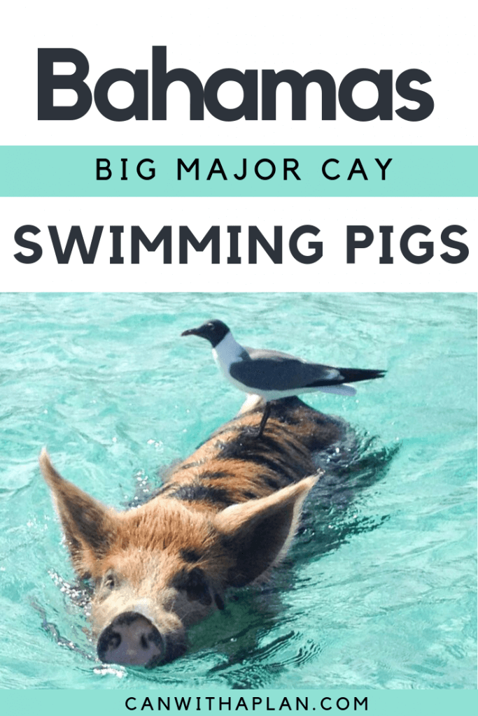 Bahamas Swimming Pigs